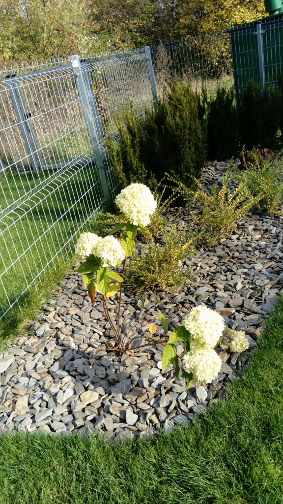 Kora kamienna - sort 30-65 mm - obrazek 6