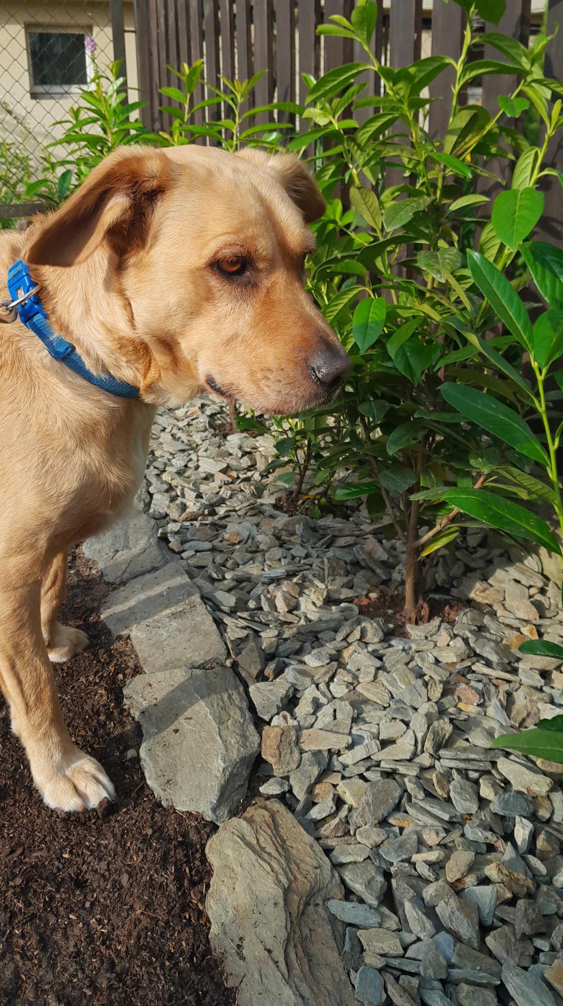 Kora kamienna - sort 18-40 mm - obrazek 10