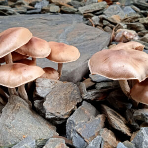 Kora kamienna – sort 30-65 mm