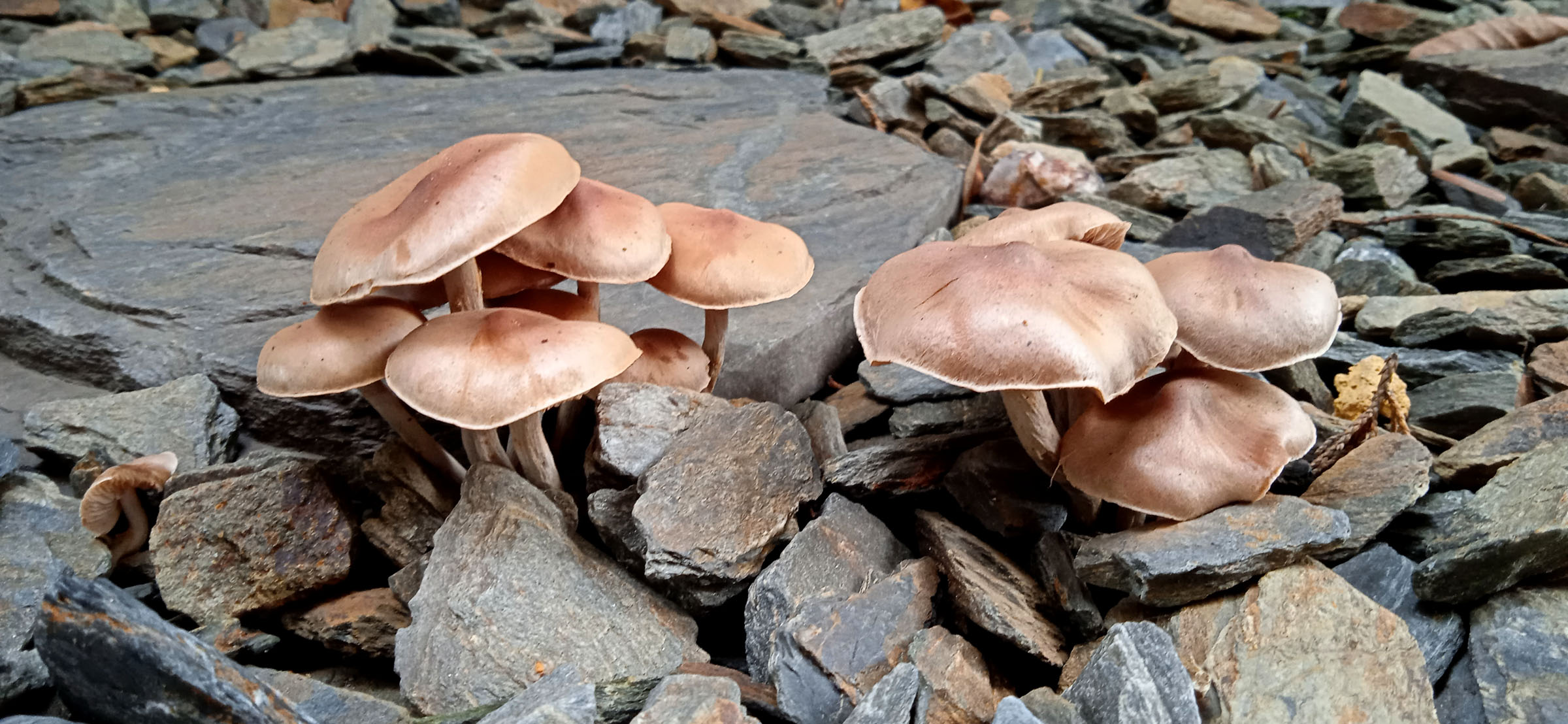 Kora kamienna - sort 30-65 mm - obrazek 2