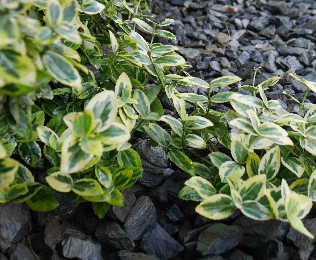 Kora kamienna - sort 18-40 mm - obrazek 2