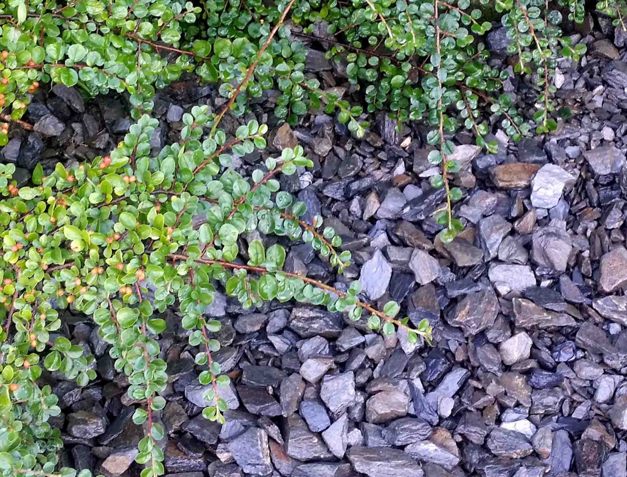 Kora kamienna - sort 18-40 mm - obrazek 5