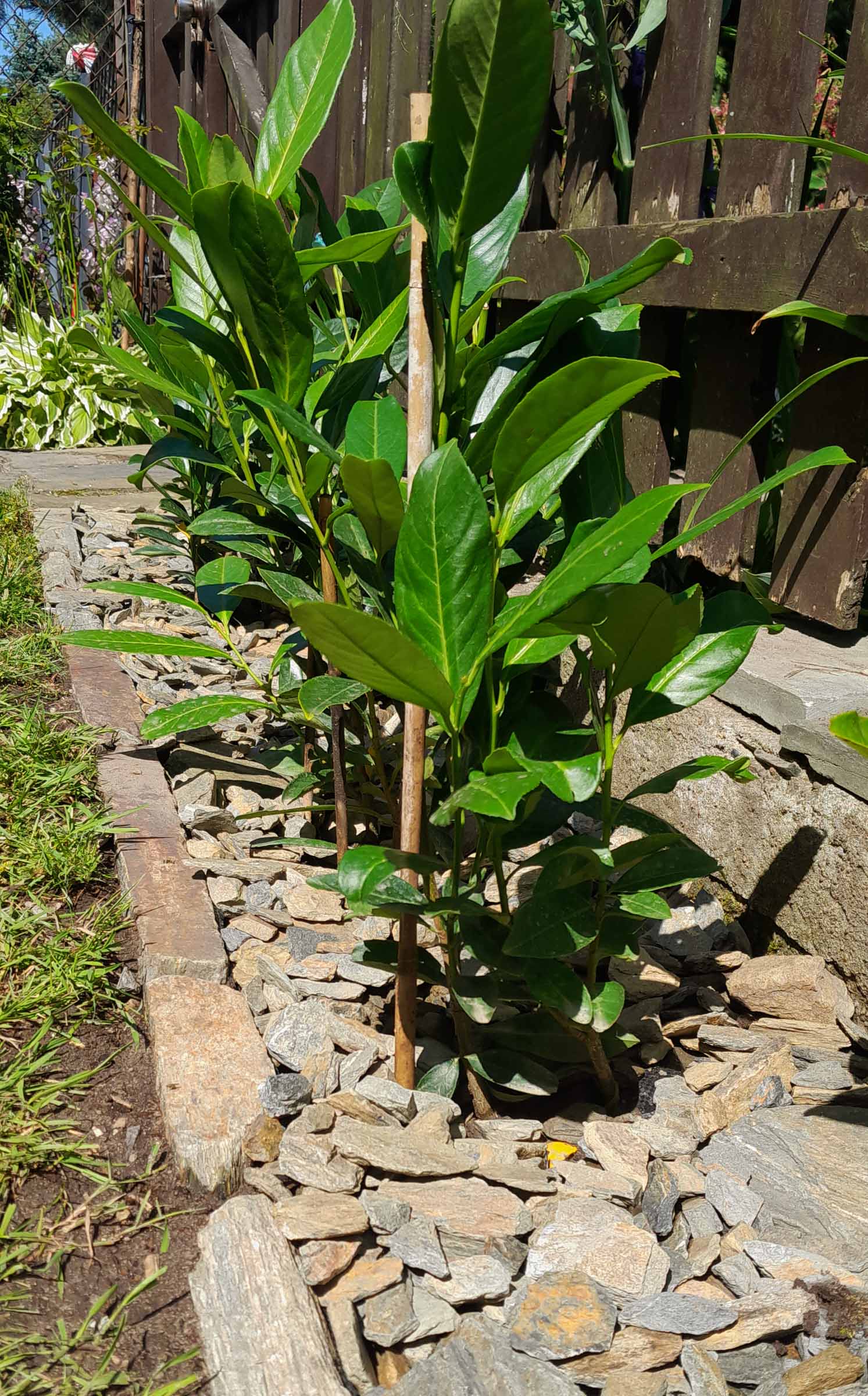 Kora kamienna - sort 18-40 mm - obrazek 6