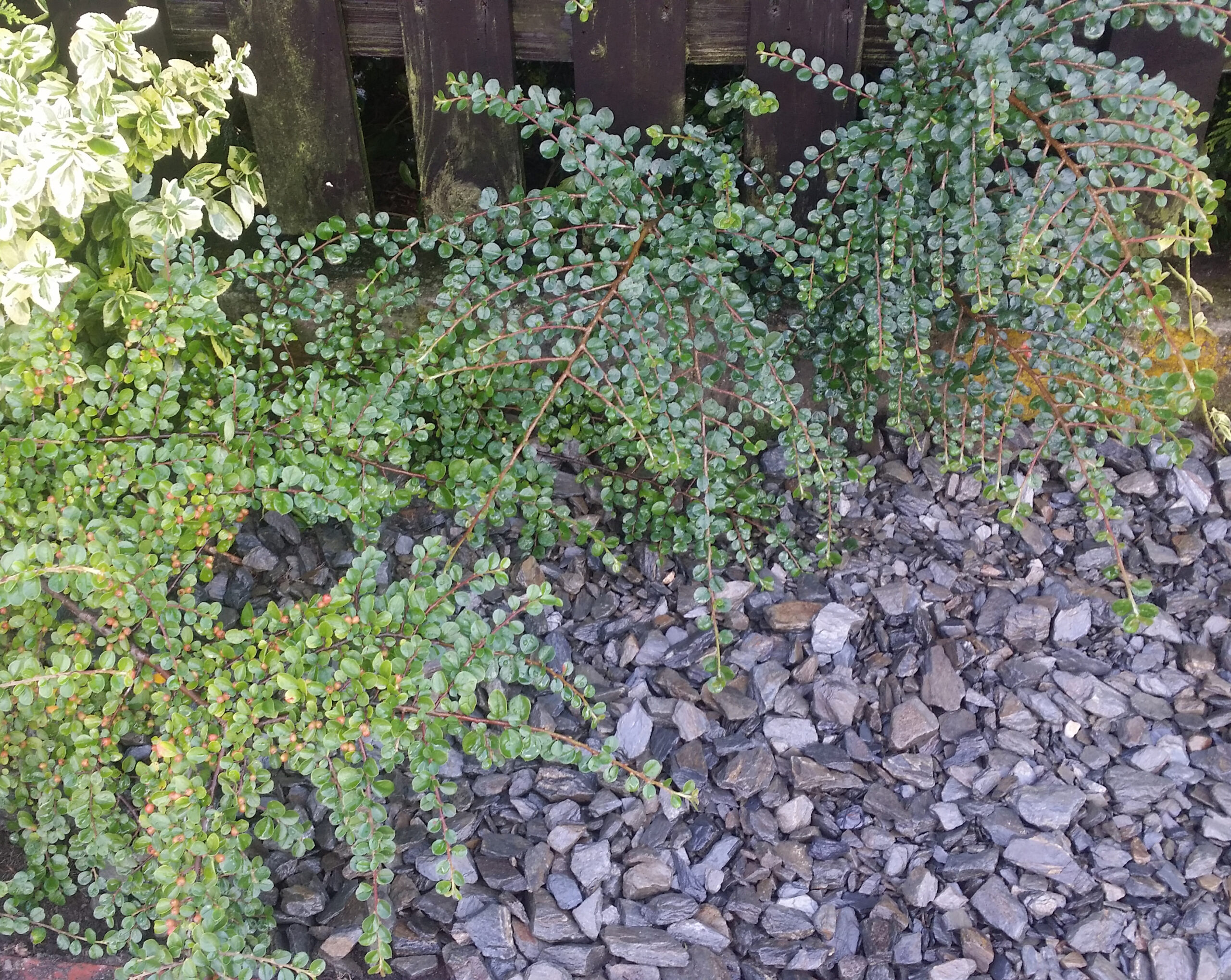 Kora kamienna - sort 18-40 mm - obrazek 8