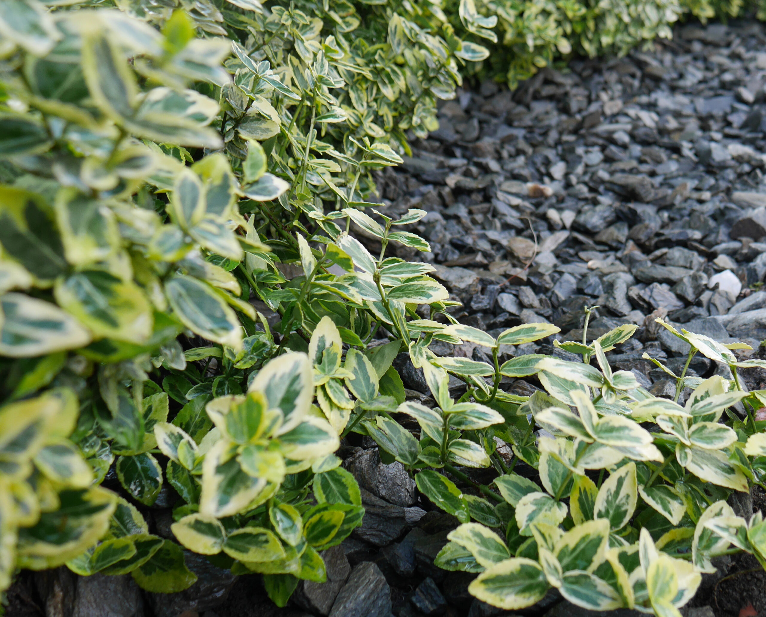 Kora kamienna - sort 18-40 mm - obrazek 9