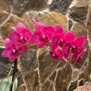 Kamień elewacyjny XL (ok. 139 zł brutto/m2)